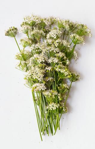 Fleurs Produit Philosophie Respect Signe Toque